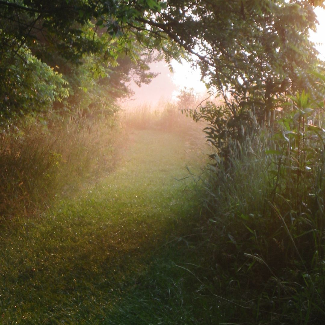 Image of a green trail in the fog
